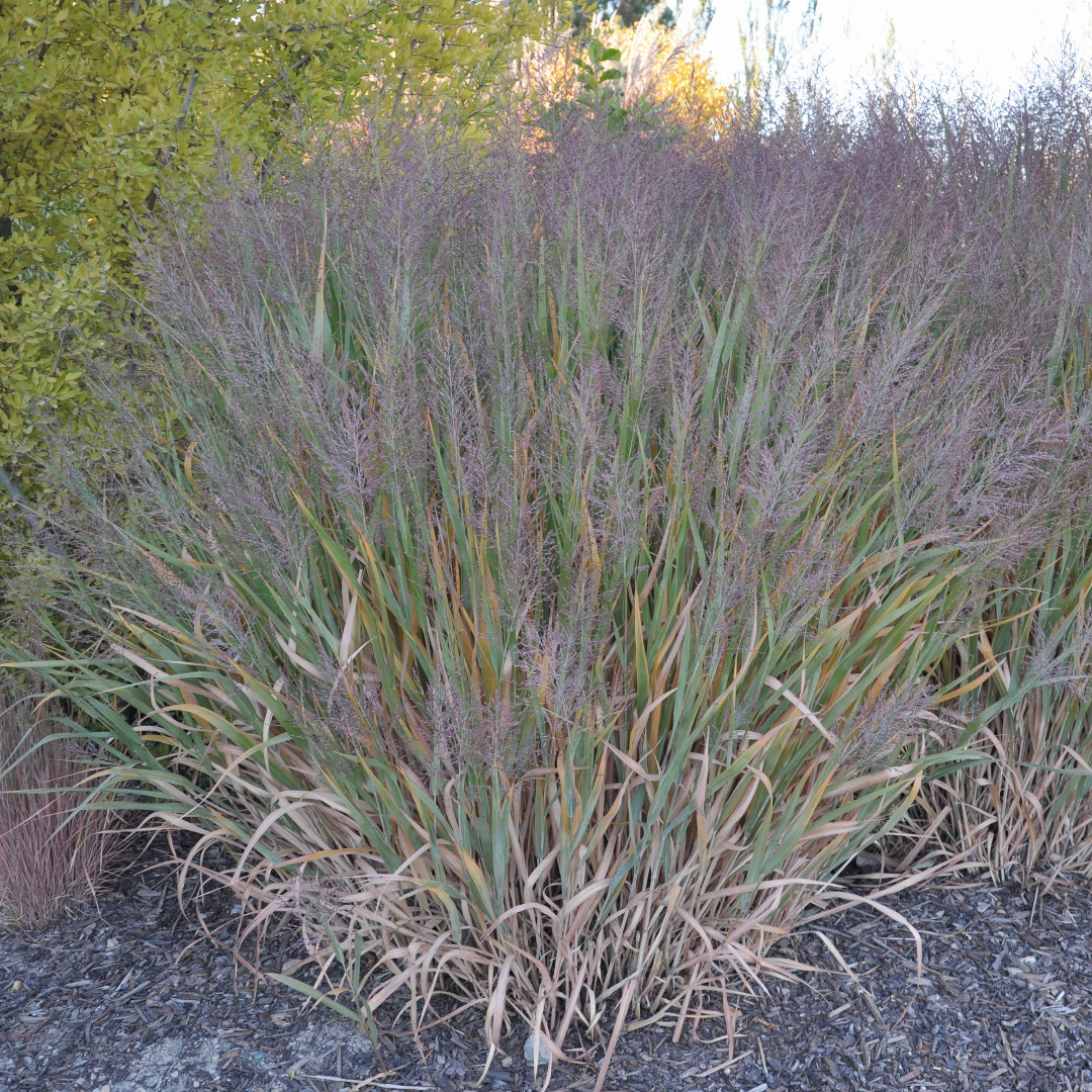 Dallas Blues Switch Grass