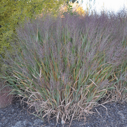 Dallas Blues Switch Grass