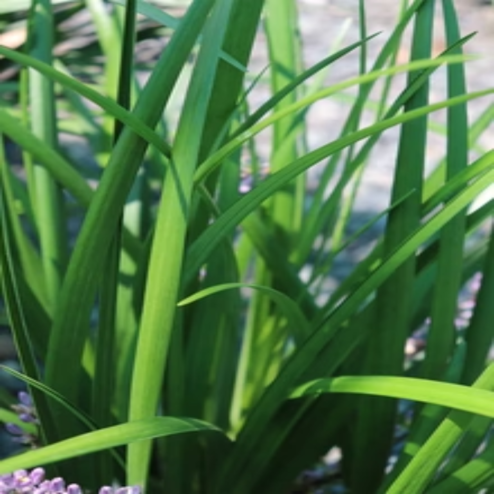 Liriope Muscari Evergreen Giant
