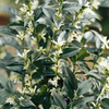 Sarcococca