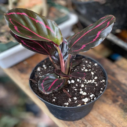 Calathea Rose Painted - Live Indoor Plant in Plastic Pot