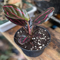 Calathea Rose Painted - Live Indoor Plant in Plastic Pot