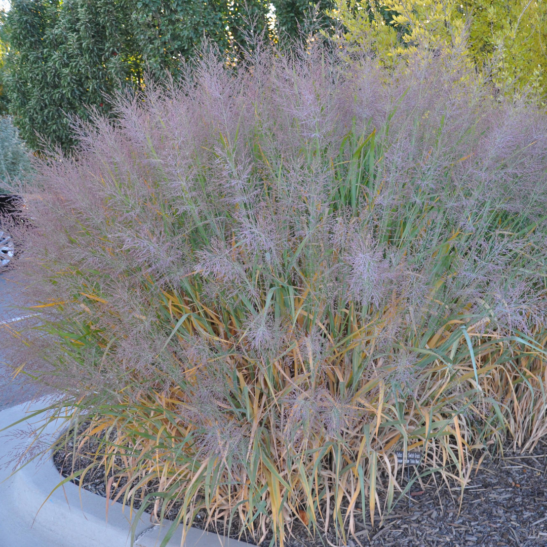 Dallas Blues Switch Grass