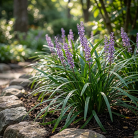 Liriope Muscari Evergreen Giant