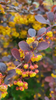 Barberry