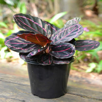 Calathea Rose Painted - Live Indoor Plant in Plastic Pot