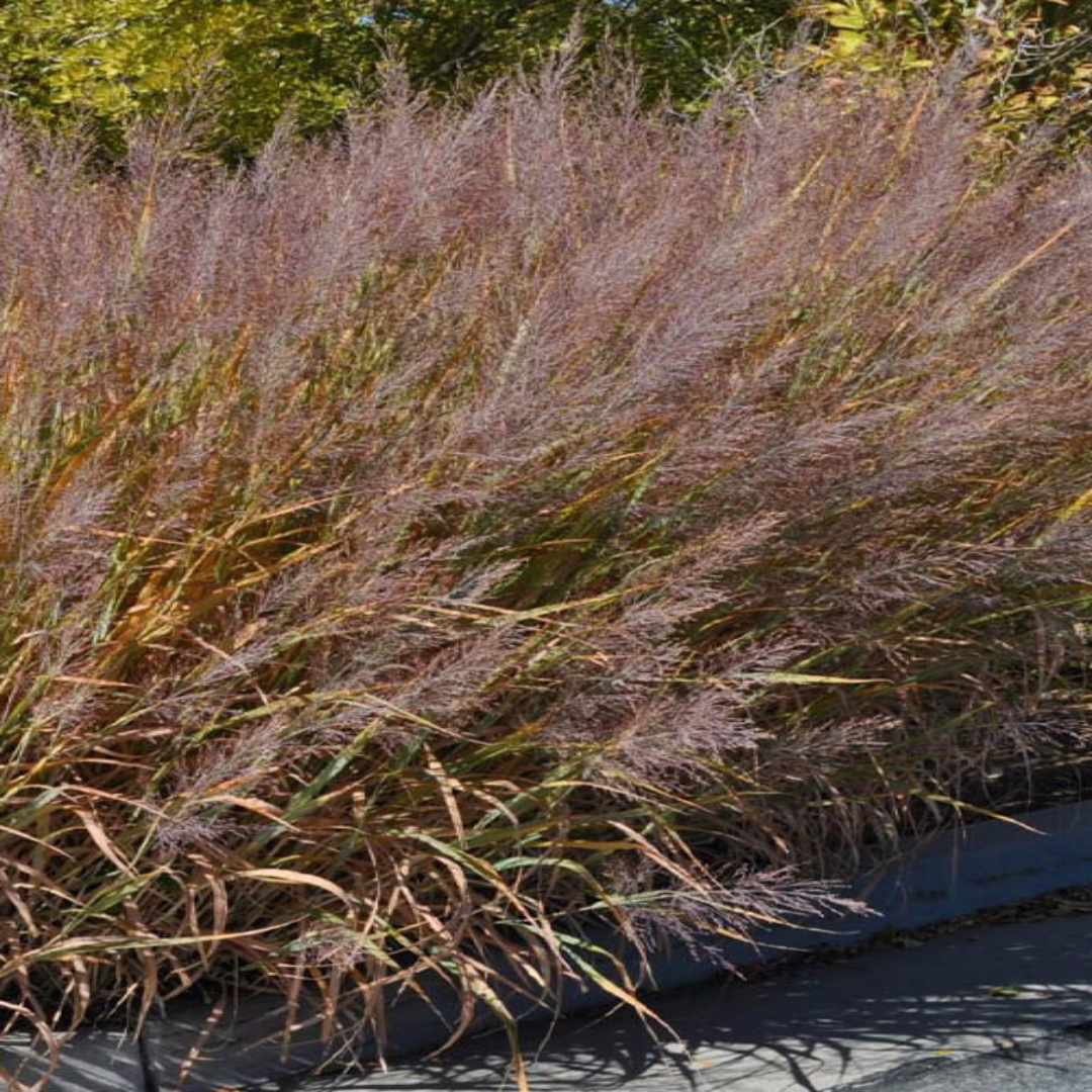 Dallas Blues Switch Grass