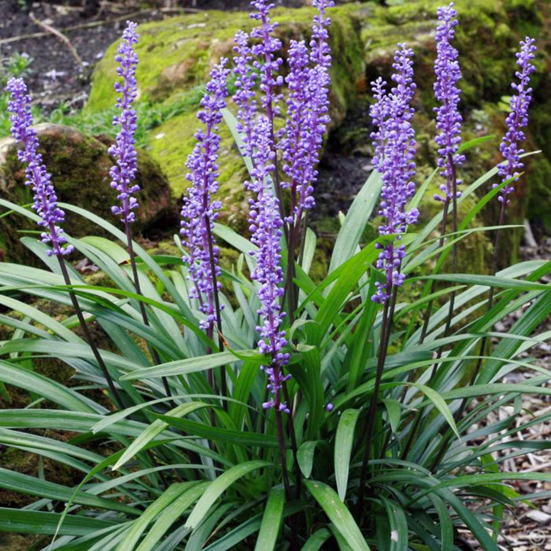 Liriope Muscari Evergreen Giant