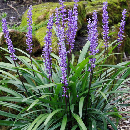 Liriope Muscari Evergreen Giant