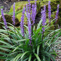 Liriope Muscari Evergreen Giant