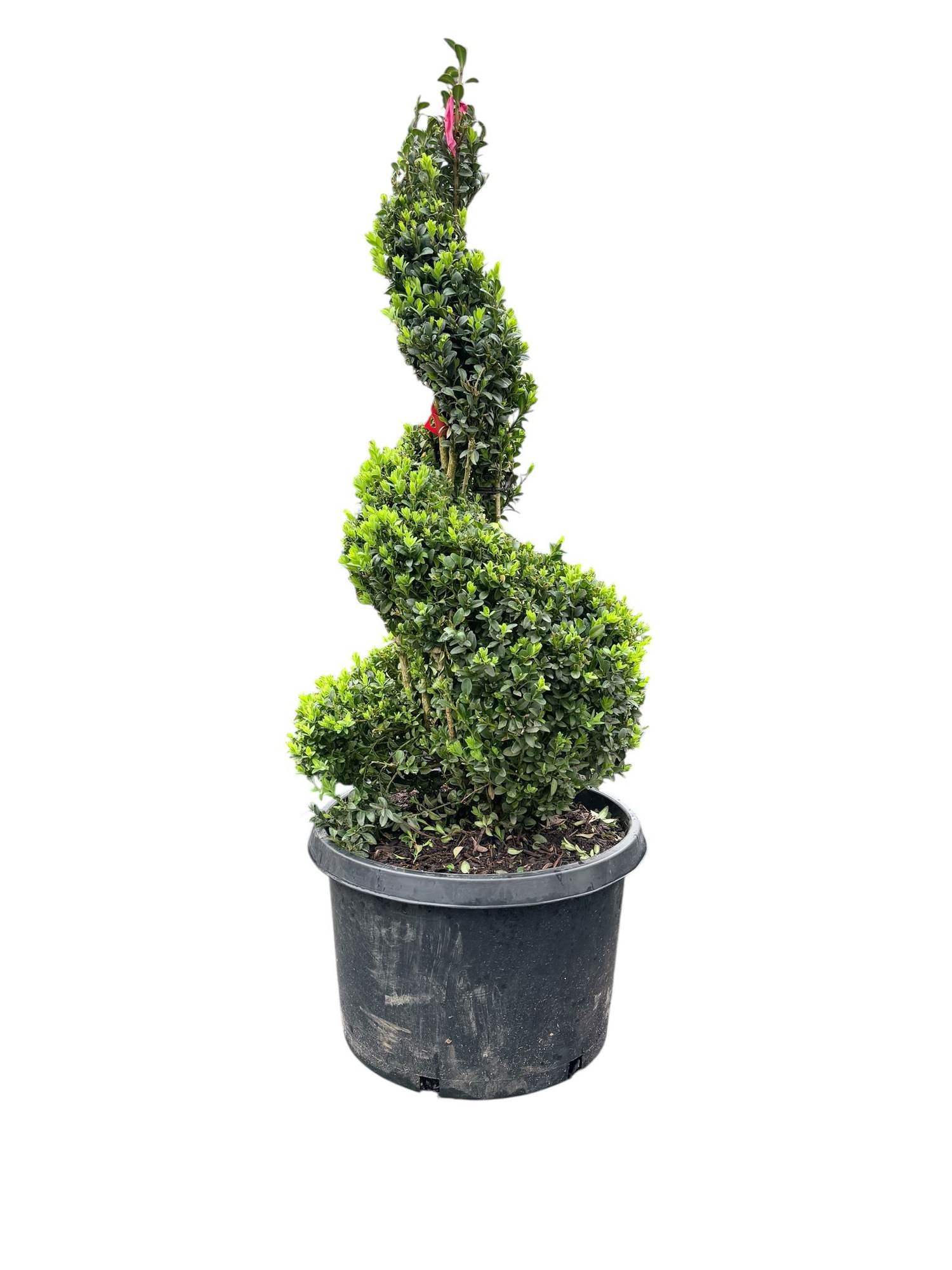 Topiary Semp Spiral