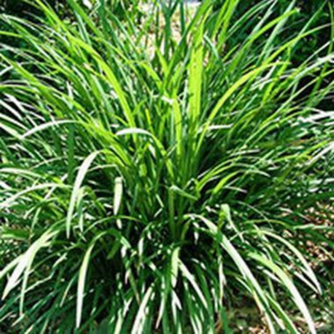 Liriope Muscari Evergreen Giant