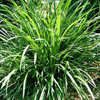 Liriope Muscari Evergreen Giant