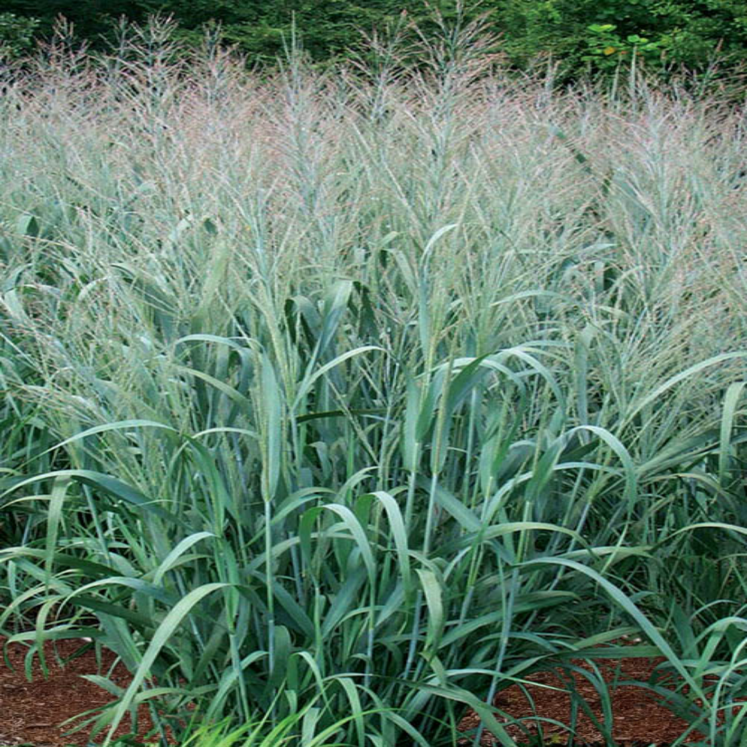 Dallas Blues Switch Grass