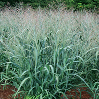 Dallas Blues Switch Grass