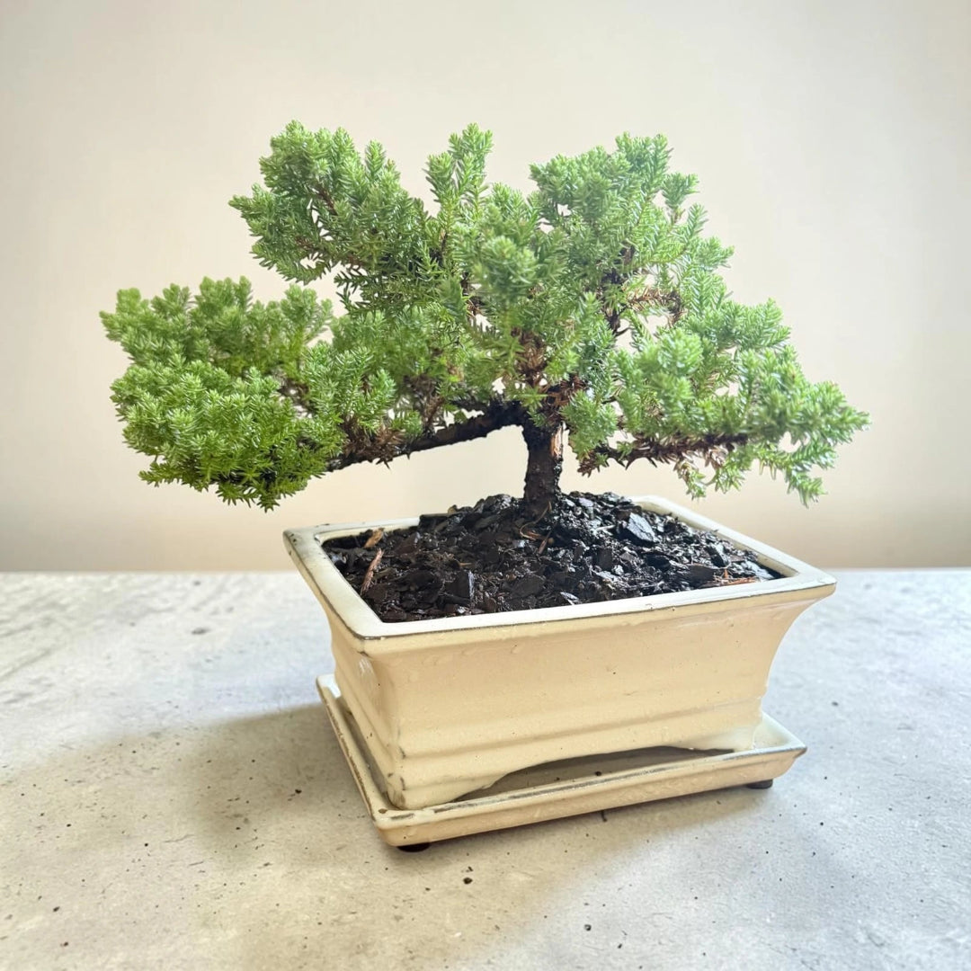 Juniper Bonsai