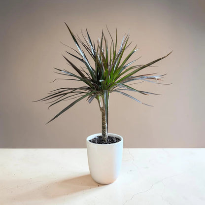 Madagascar Dragon (Dracaena marginata)