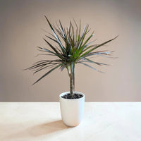 Madagascar Dragon (Dracaena marginata)