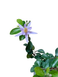 Lavender Star Live Bonsai Tree in small ceramic Planter