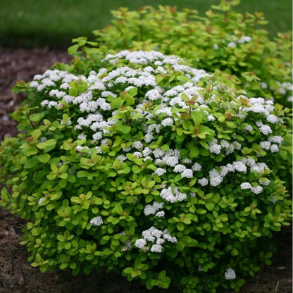 Lemon Lime Spirea