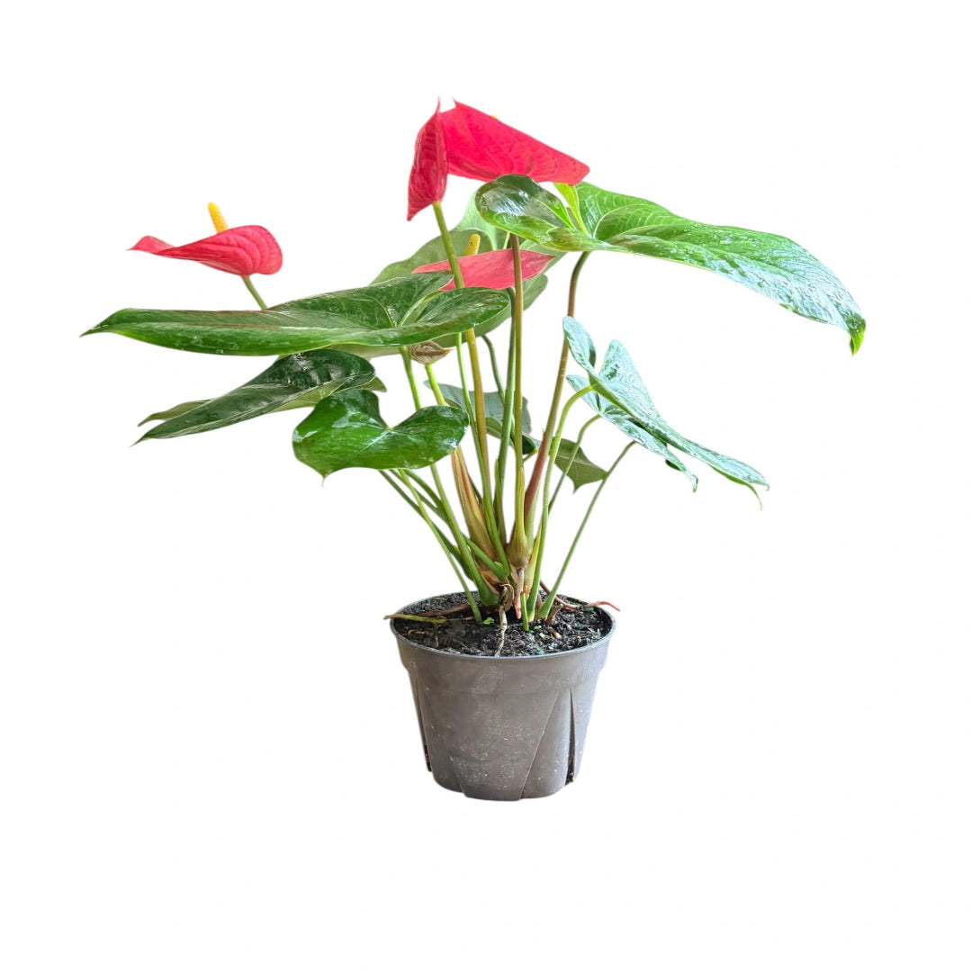 Flamingo Lily Live Plant – Red Anthurium