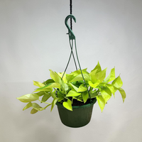Golden Pothos Hanging Baskets