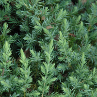 Juniper Blue Pacific