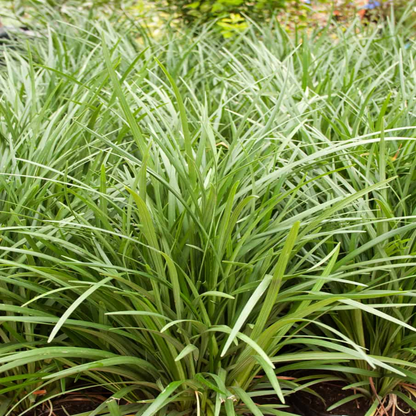 Liriope Muscari Evergreen Giant