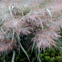 Dallas Blues Switch Grass