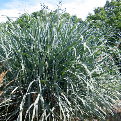 Dallas Blues Switch Grass