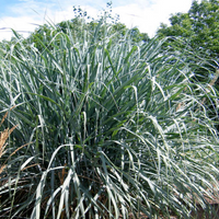 Dallas Blues Switch Grass