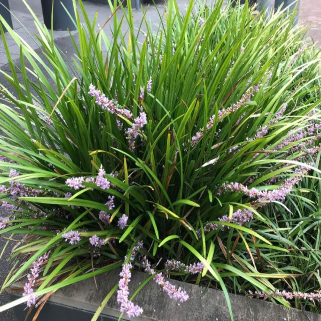 Liriope Muscari Evergreen Giant