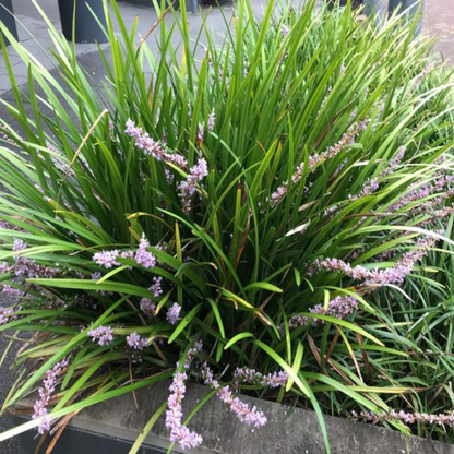 Liriope Muscari Evergreen Giant
