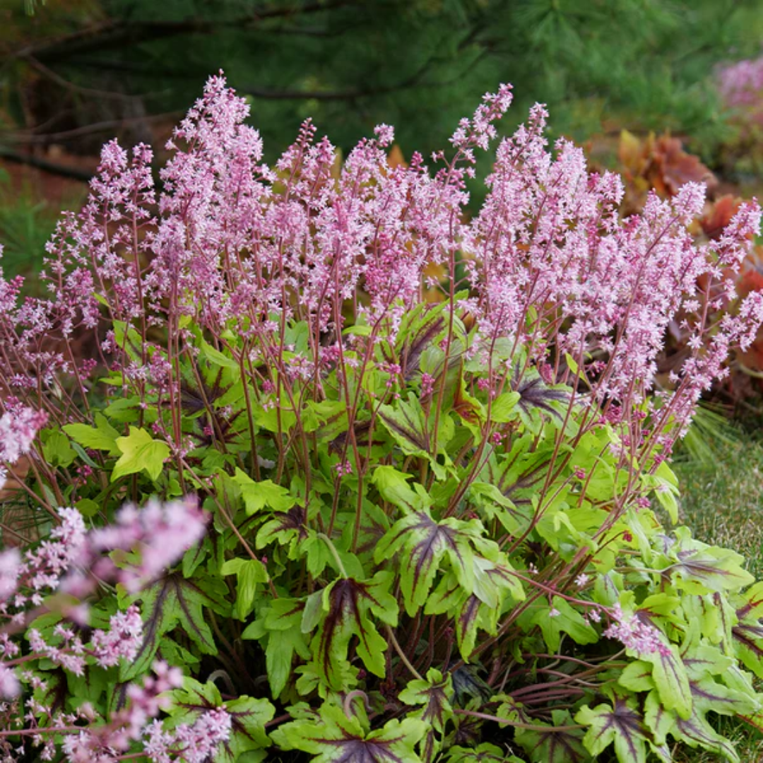 Heucherella Fun and Games Eye Spy Ppaf Foamy Bells Proven Winners
