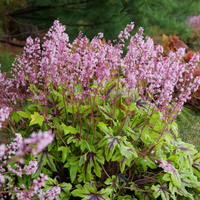 Heucherella Fun and Games Eye Spy Ppaf Foamy Bells Proven Winners