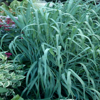 Dallas Blues Switch Grass