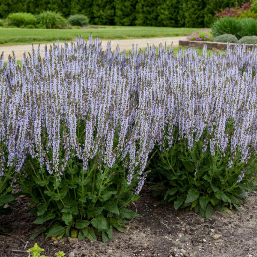Salvia nemorosa &