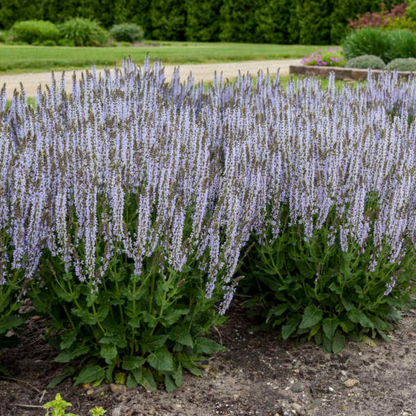 Salvia nemorosa &