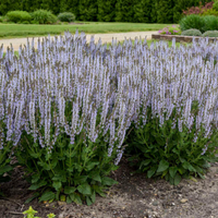 Salvia nemorosa 'Perfect Profusion' - [EG]