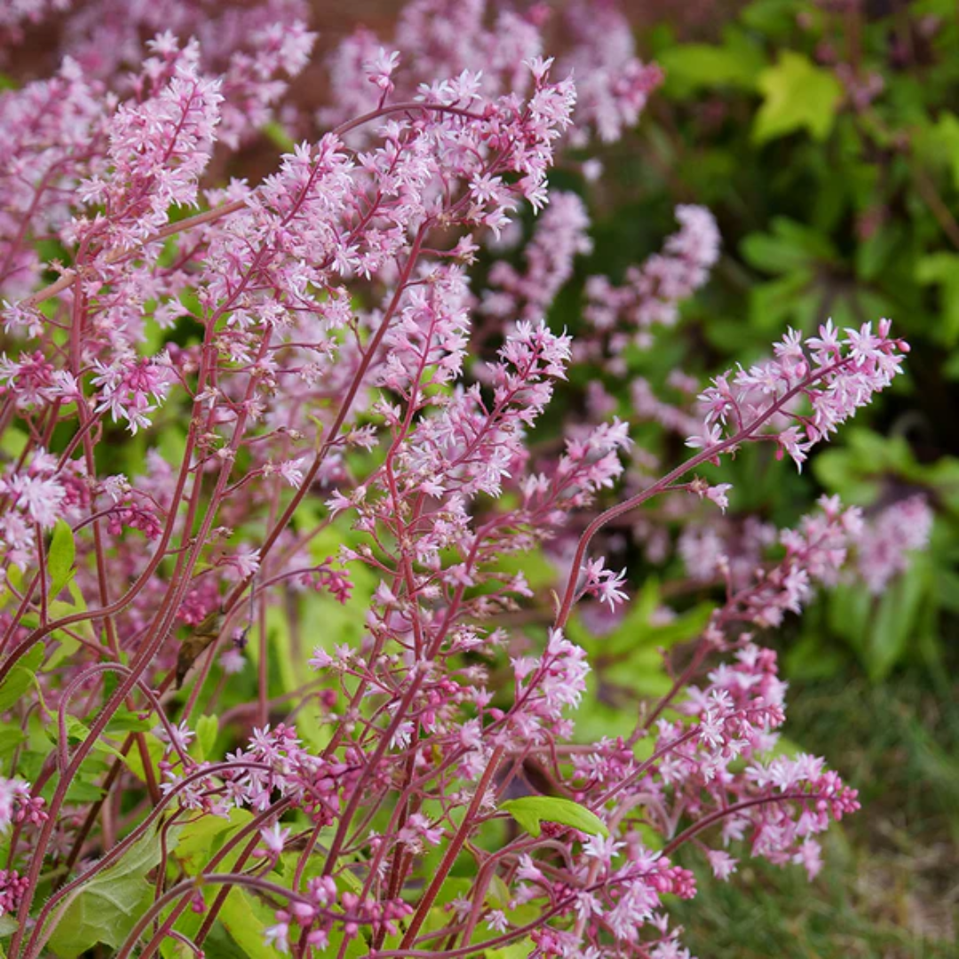 Heucherella Fun and Games Eye Spy Ppaf Foamy Bells Proven Winners