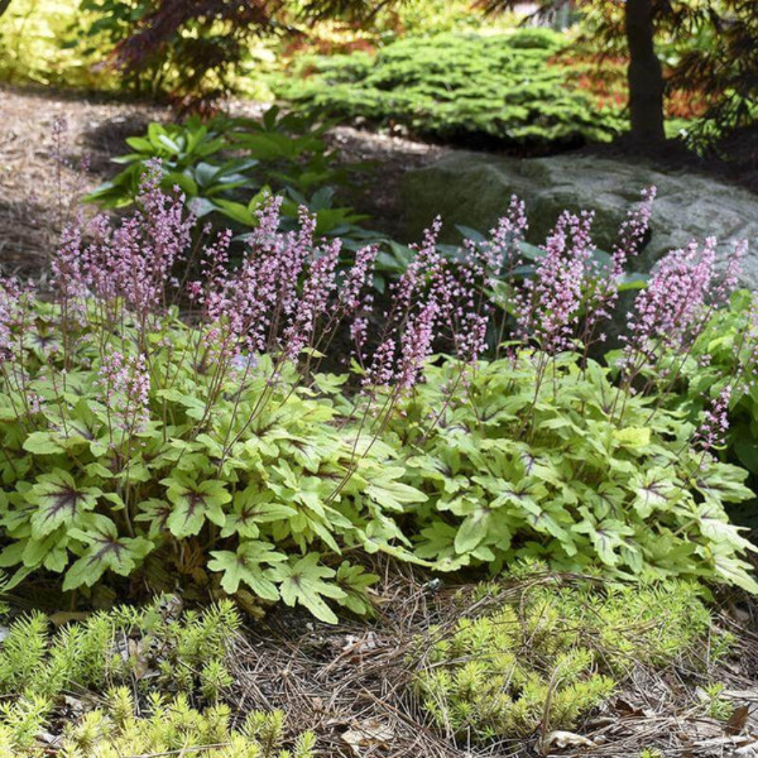 Heucherella Fun and Games Eye Spy Ppaf Foamy Bells Proven Winners