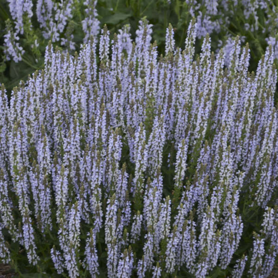 Salvia nemorosa &