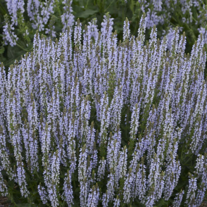 Salvia nemorosa &