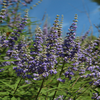 Vitex 'Delta Blues', (Chaste Tree)Ttiny, Fragrant Blue/Purple Flowers