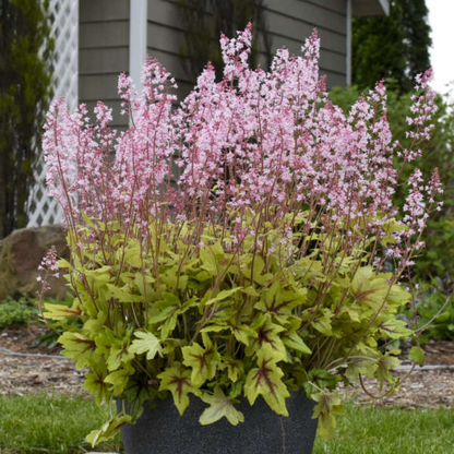Heucherella Fun and Games Eye Spy Ppaf Foamy Bells Proven Winners