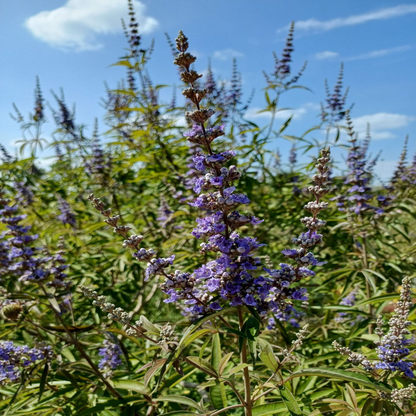 Vitex &