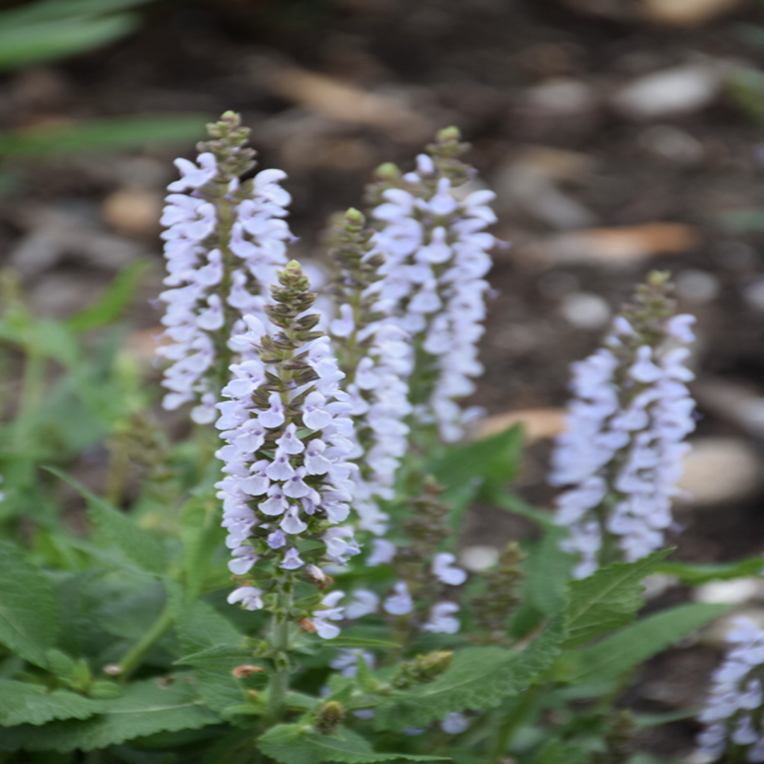 Salvia nemorosa &