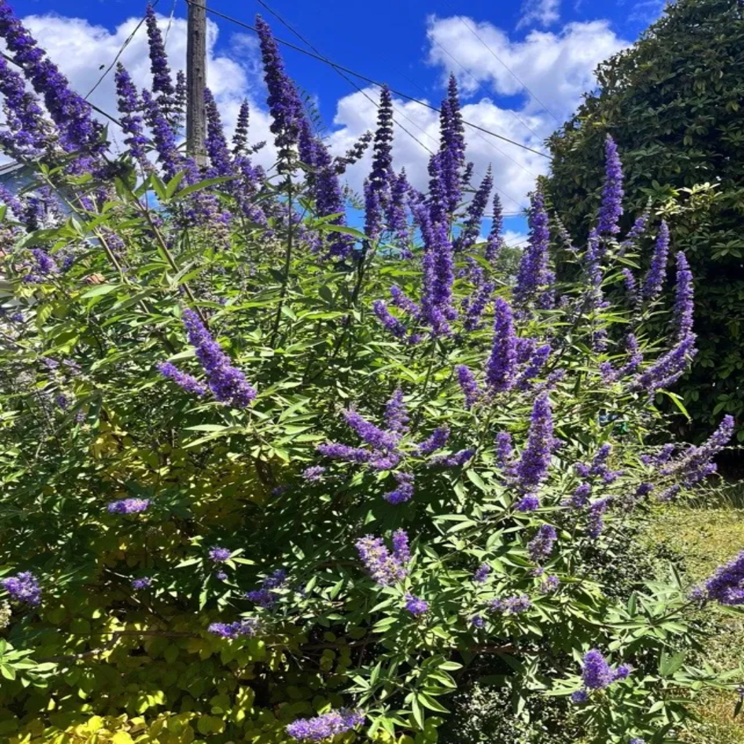 lavender chaste tree Vitex 'Delta Blues', (Chaste Tree)Ttiny, Fragrant Blue/Purple Flowers buy online plants and trees at pixies Gardens