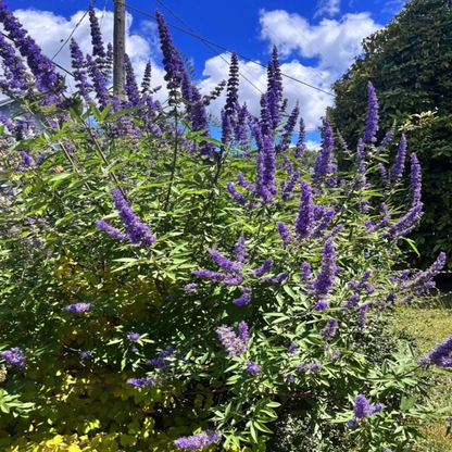 Vitex &
