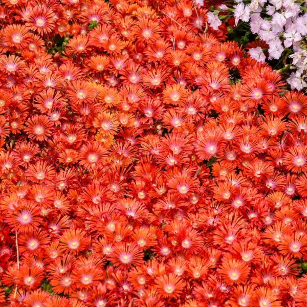 Delosperma Kaleidoscope™ &
